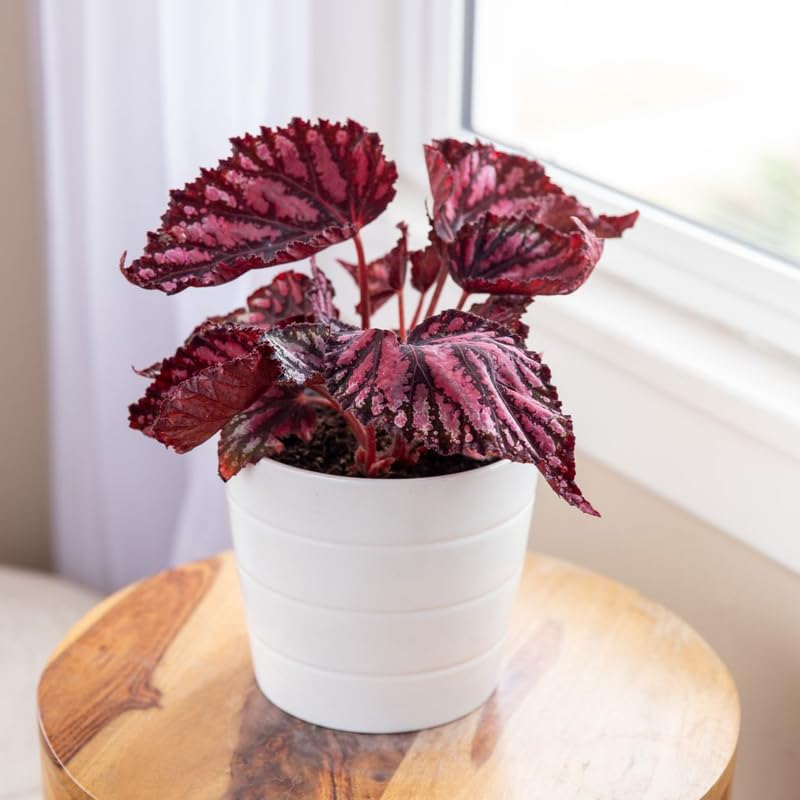 Live Begonia Plant, Well Rooted Begonia Plant 4-7 Inches, Vibrant Colorful Foliage, Easy-Care Indoor Outdoor Houseplant - Red Polka Dot Foliage