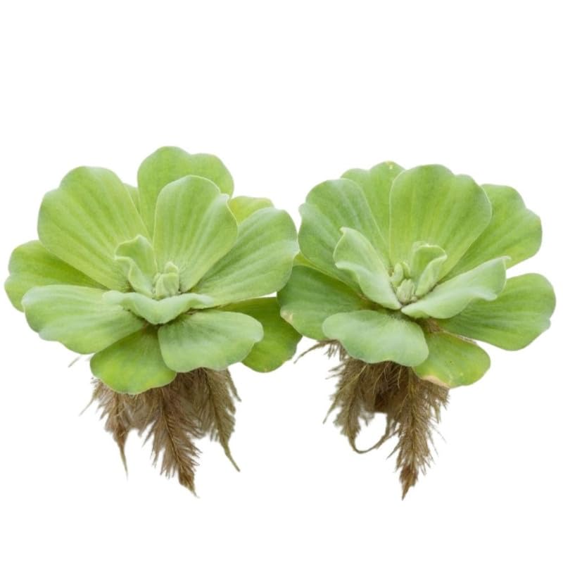 2 Water Lettuce Live Floating Plants - Large Aquatic Pond Plants