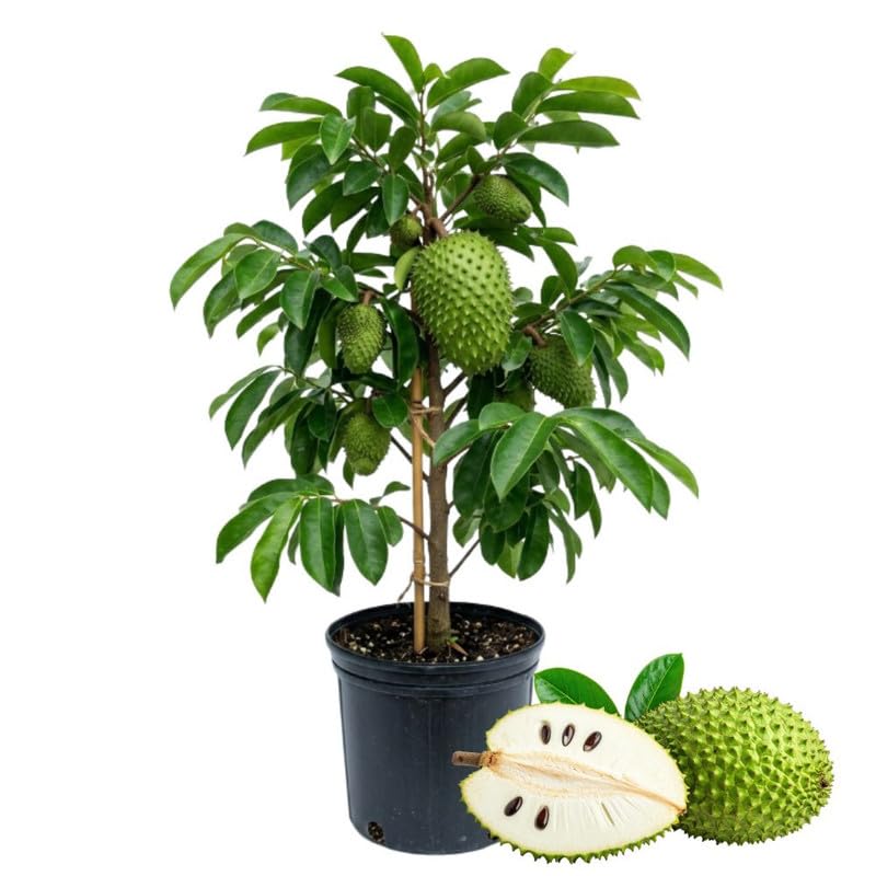 Live Soursop Tree 1 Gallon 24-30 Inch Tall, 1 Gallon Pot Soursop Plant for Planting, Guanabana Tree Outdoor Garden, No Ship to CA