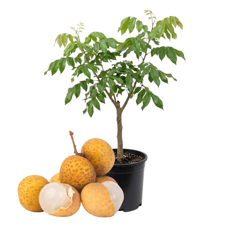Tropical Longan Tree Live Plant, 3 Gallon Pot 2-3 Ft Tall, Garden Ready Fruit Plant for Patio and Outdoor Growing, No Ship to CA