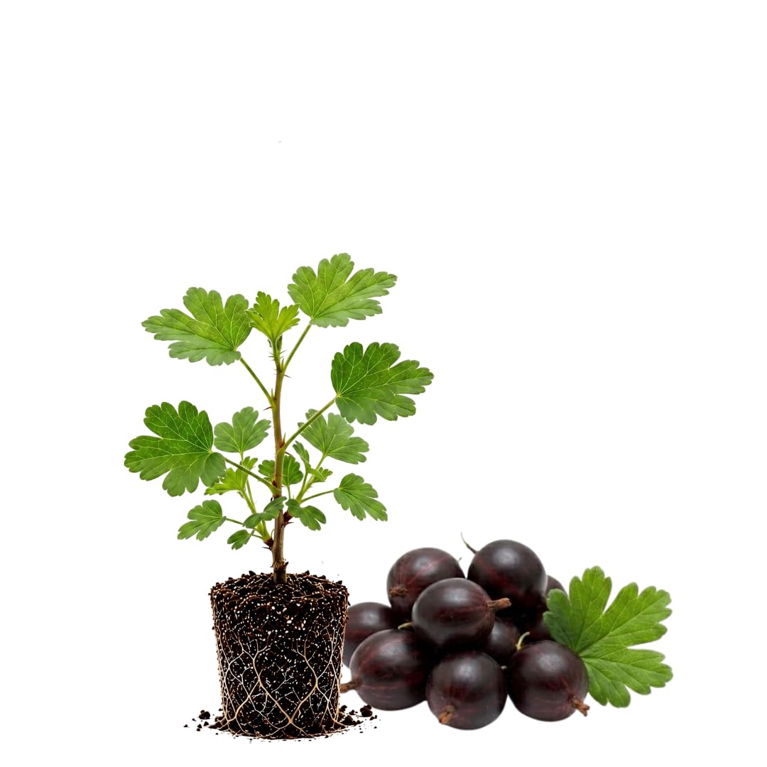 Black Gooseberry Bush Live Plant, 5-7 Inch Tall