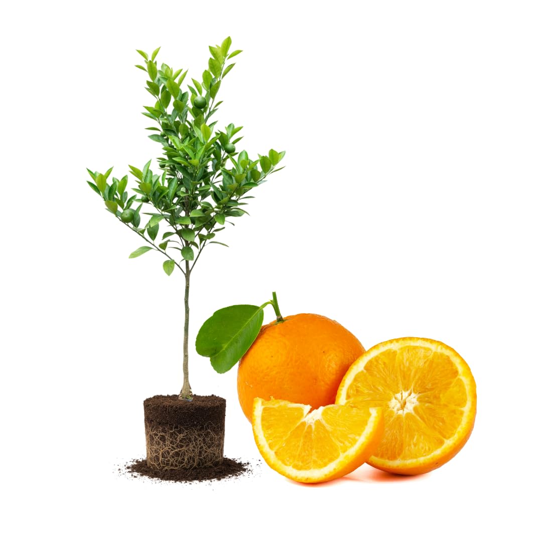 Valencia Orange Plant Live, Orange Tree, Sweet Citrus Tree, 4-5 Feet Tall in 5 Gallon Pot for Growing