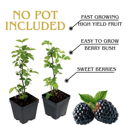 2 Triple Crown Thornless BlackBerry Plants Live for Planting, High Yielding, Sweet Juicy Berries for Your Garden, 4-6" in Tall, Cold Hardy, Dormant in Winter, No Pot