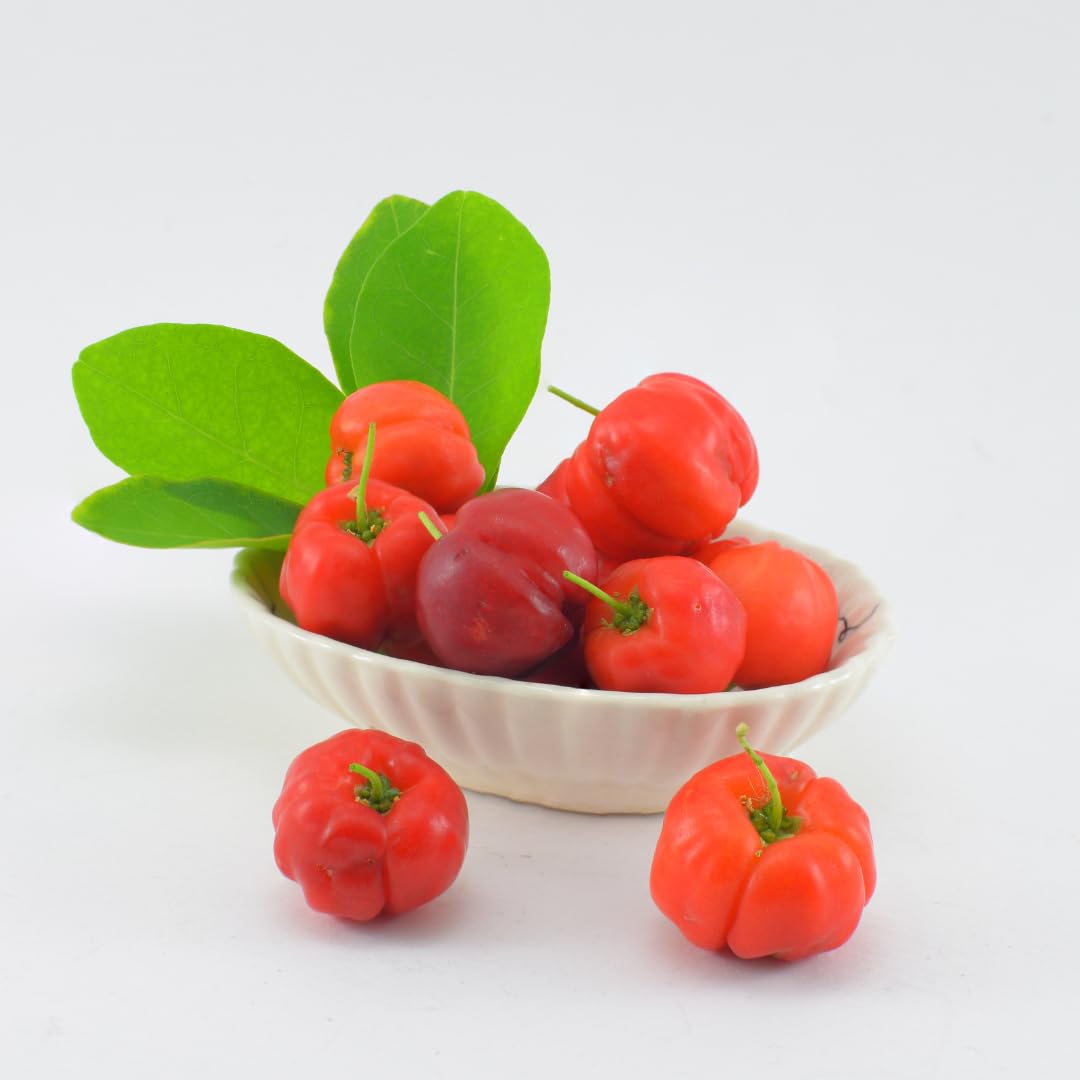 Set of 3 Live Barbados Cherry Tree Plant, Sweet Barbados Cherry Fruit Tree, 4-8 Inches Tall for Outdoor Planting