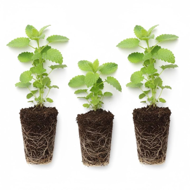Set of 3 Lemon Balm Live Plants, Fragrant Herb Starter 4-7 Inches, Easy Care Garden Container