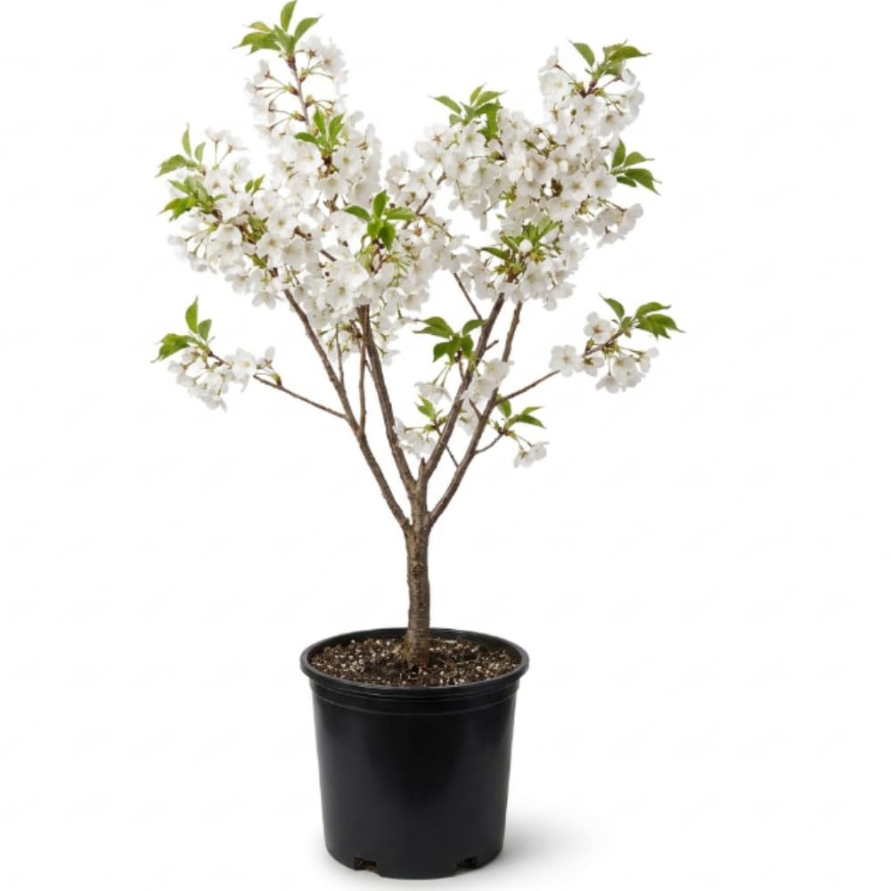 White Cherry Blossom Plant in 3 Gallon Pot, 2-3Ft Tall Live Cherry Flower Plants for Planting Outdoor Garden, No Ship to CA