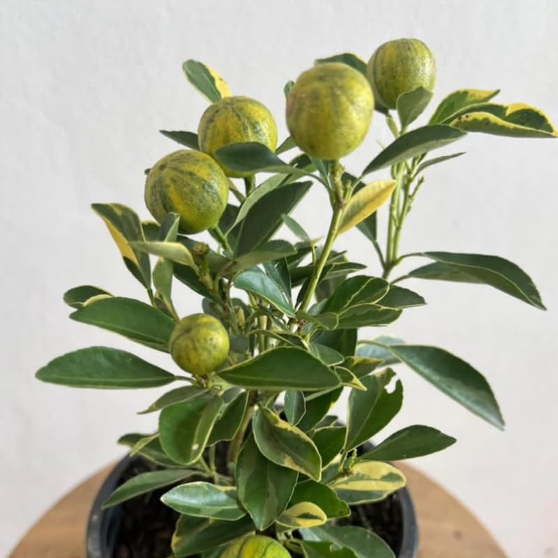 Live Variegated Kumquat Citrus Plant, 1–2 Ft Height, Potted in 3 Gallon Container, Great for Indoor or Outdoor Garden, No Ship to CA