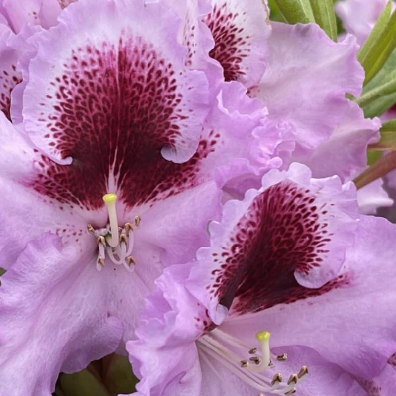 Pink Rhododendron Live Plant Shrubs for Outdoor Planting, Azalea Bushes Ready to Plant, Fragrant Rhododendron Plant Live