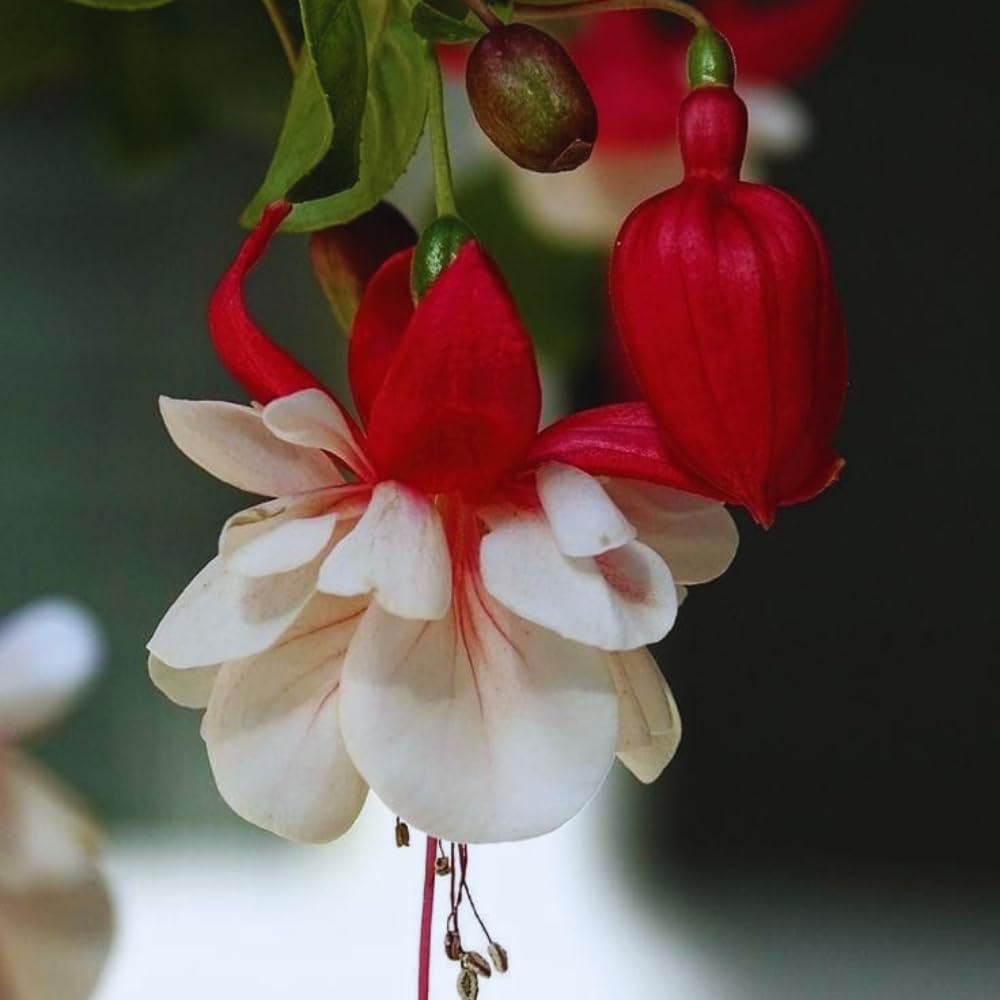 3 White Red Fuchsia Live Plants, Fuchsia Plants Live, 4 and 8 Inc Tall, Gardening and Outdoor Patio