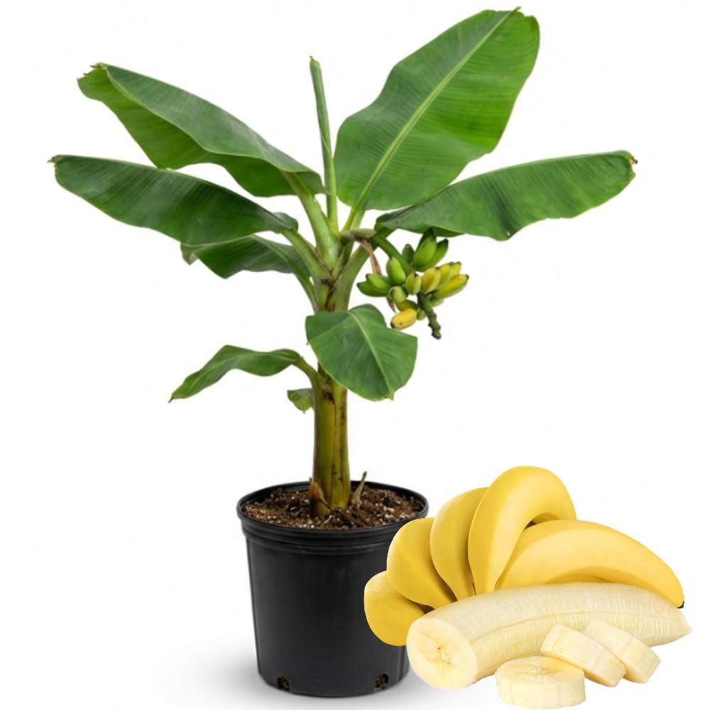 Dwarf Cavendish Banana Plant in 3 Gallon, 2-3 Ft Tall Banana Trees Live Plants for Outdoors Garden, No Ship to CA