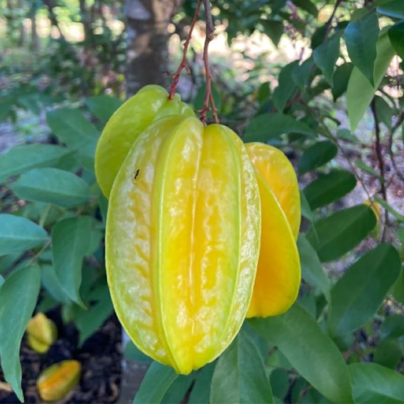 Yellow Starfruit Tree Live Plant - 2 Ft Tall Plant in 1 Gallon Pot, Tropical Carambola Fruit Tree for Outdoor Garden, Patio and Container Growing, No Ship to CA