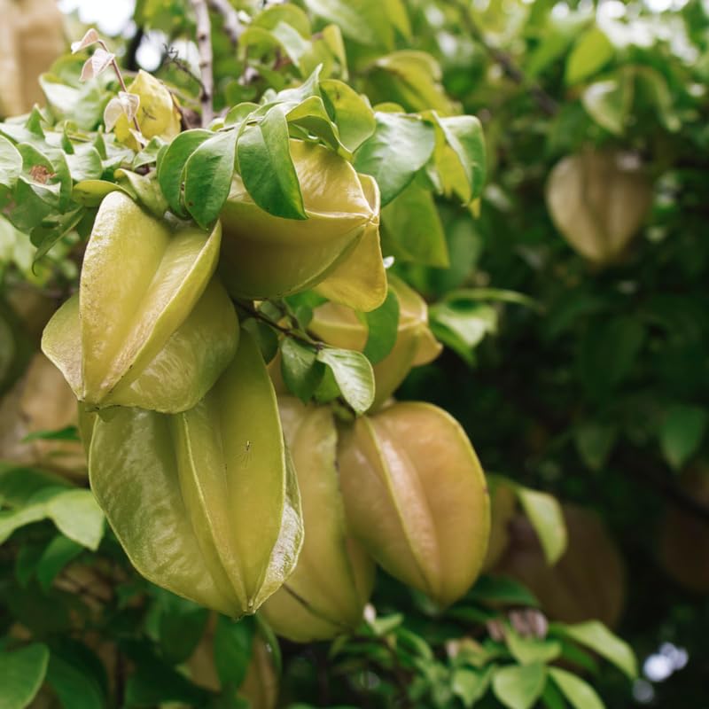 Starfruit Tree Plant Live, Grafted Starfruit Fruit in 1 Gallon Pot for Planting Outdoors, No Ship to CA