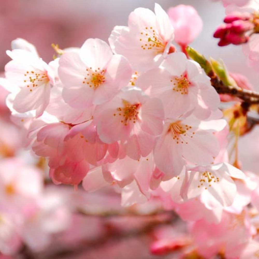 Cherry Blossom Tree Live Plant, 8-12" Tall, Ornamental Flowers for Outdoor Planting, in Pot (Light Pink Cherry)