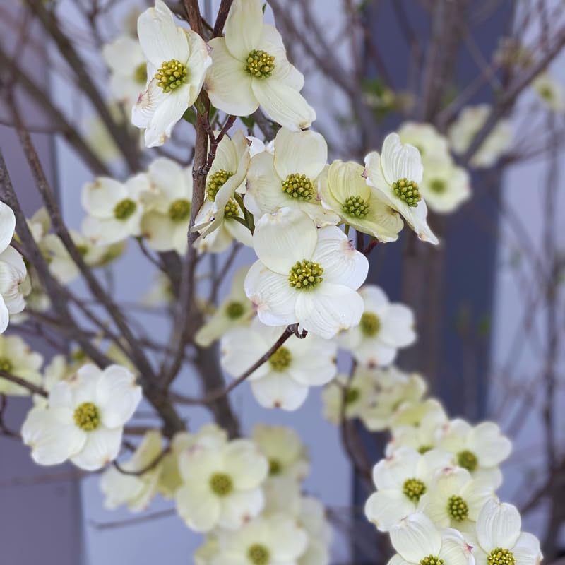 Dogwood Tree Live Plant, White Flowering Dogwood Tree Gardening, Quart Pot