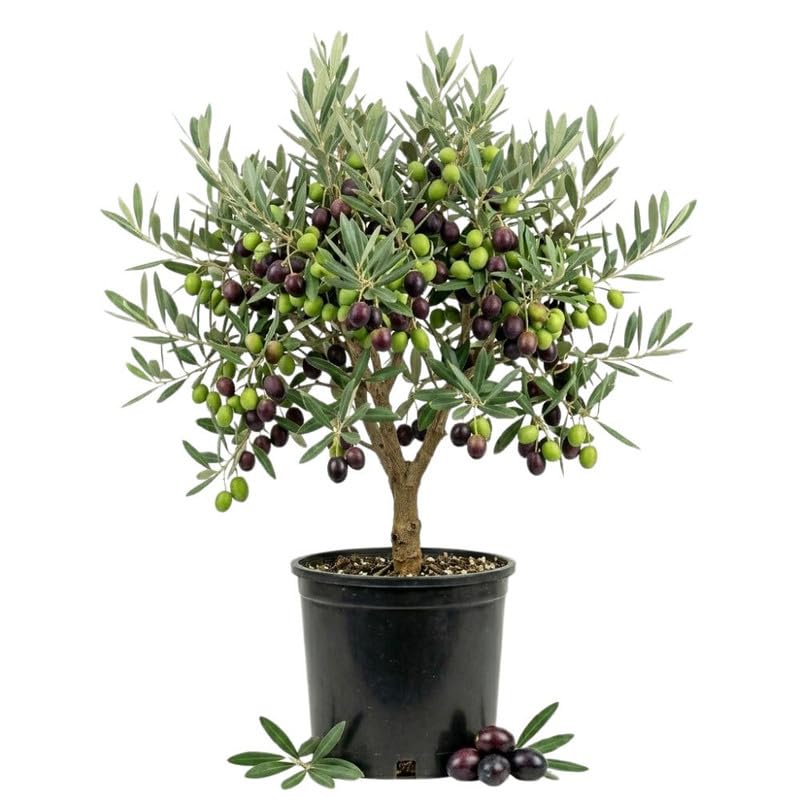 Olive Tree Live Plant, 2-3 Feet Tall, Olive Plant Live 1 Gallon Pot, Tropical Tree No Ship to CA