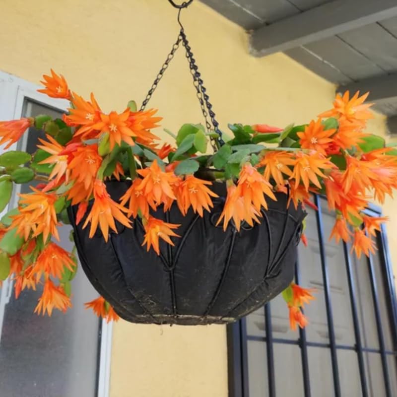 Orange Easter Cactus Live Plants, Spring Cactus 4-6 Inch, Houseplant Indoor Planting