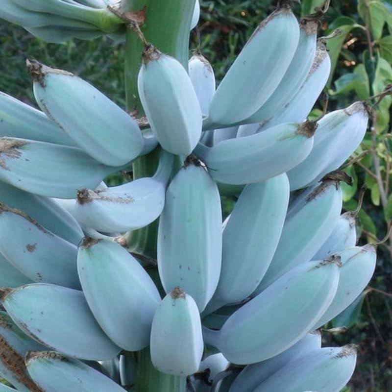 Blue Ice Cream Banana Tree Live Plant 4–7″ Tall, Tropical Banana Plant, Fast Growing, Indoor and Outdoor Growing