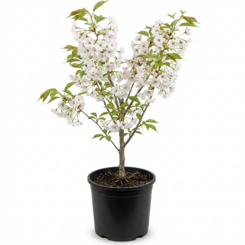 Cherry Blossom Plant in 3 Gallon Pot, 2-3Ft Tall Live Cherry Flower Plants for Planting Outdoor Garden, No Ship to CA