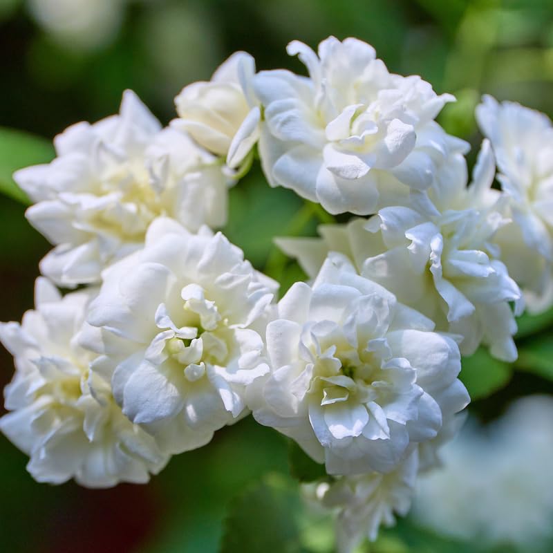 Live Duke Jasmine Plant, Fragrant White Blooming Vine, 2-3 Feet Tall in 3 Gallon Pot, Ready to Grow, No Ship to CA
