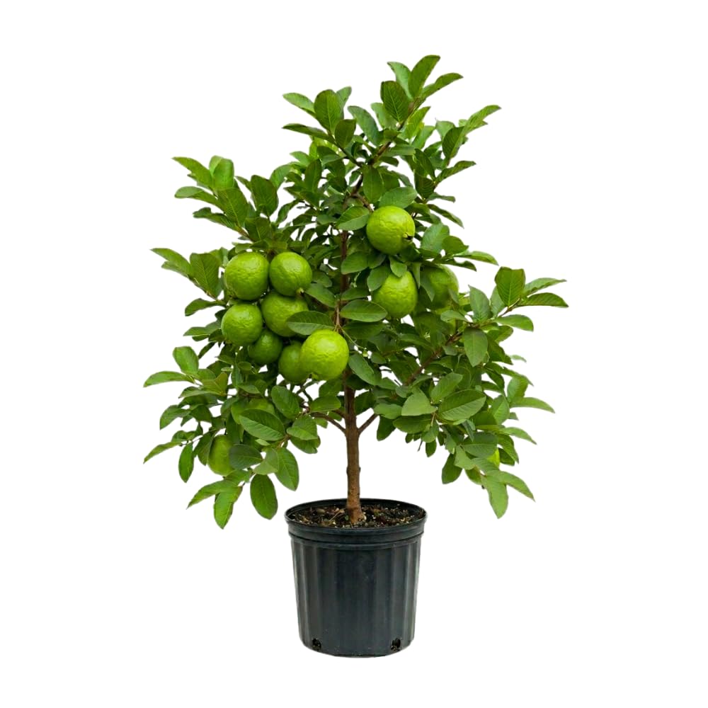 Thai Guava Tree Live Plant, Guava Plants Live for Planting, 3 Gallon Pot, 2-3 Feet Tall, Sweet Tropical Fruit Tree for Patio, Backyard and Outdoor Garden, No Ship to CA