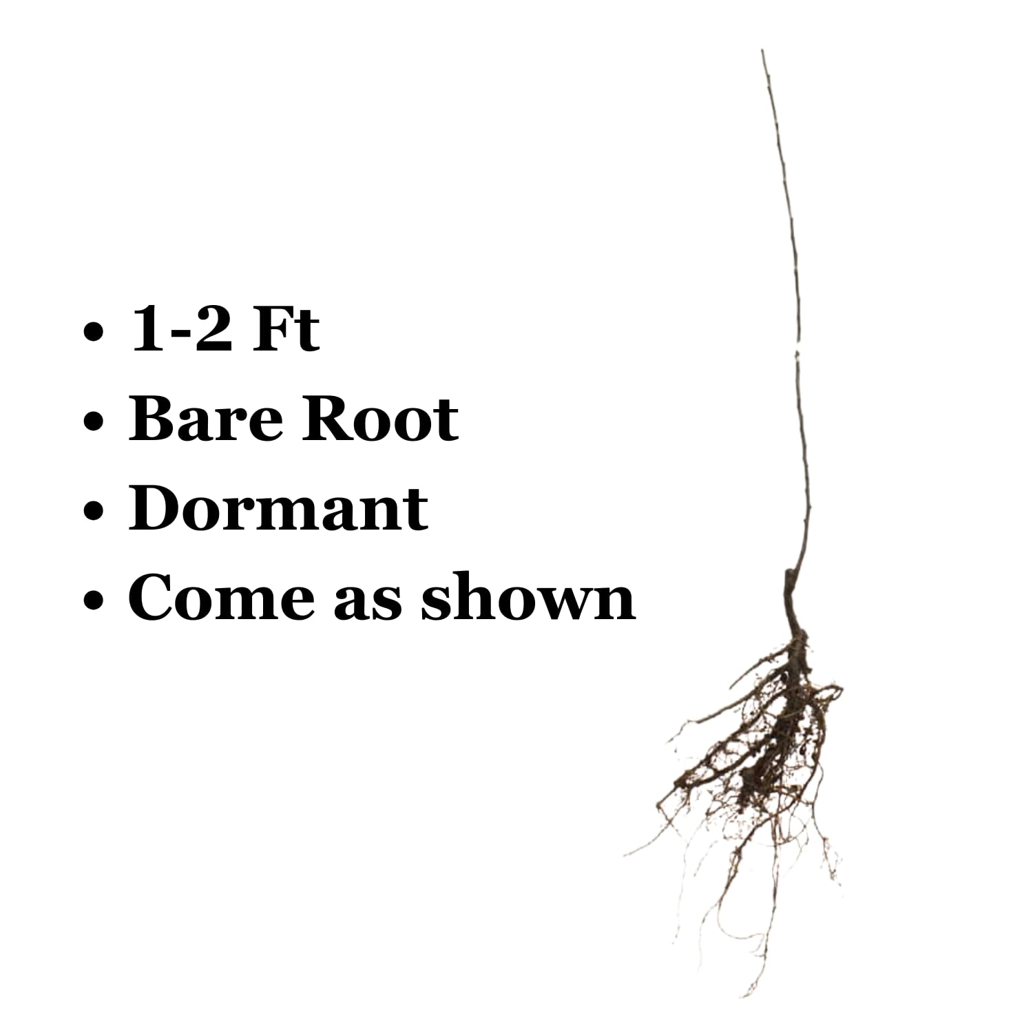 Black Cherry Trees Live Plants, 8-12 Inch Tall, Bare Root Cold Hardy Cherry Fruit Plant for Planting Outdoor Home Garden, Well Rooted