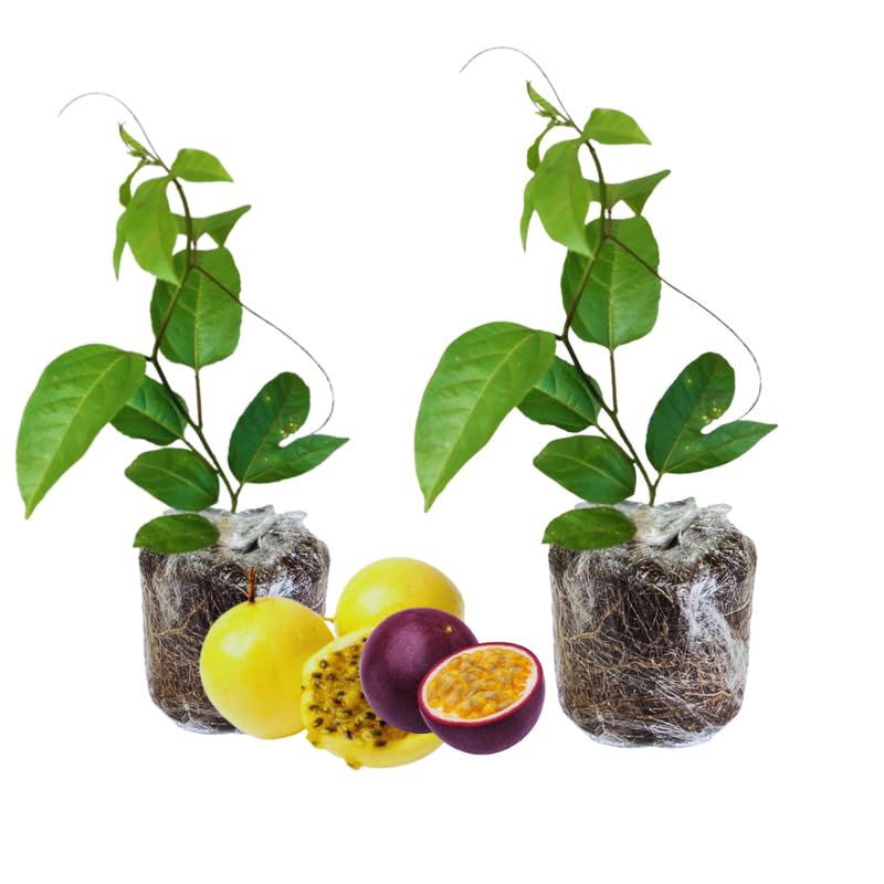 2 Mix Passion Fruit Tree Live Plant, Passion Fruit Vine Plant, Passionfruit Live Plant, 3 to 5 Inches Tall, Grow The Patio and Garden
