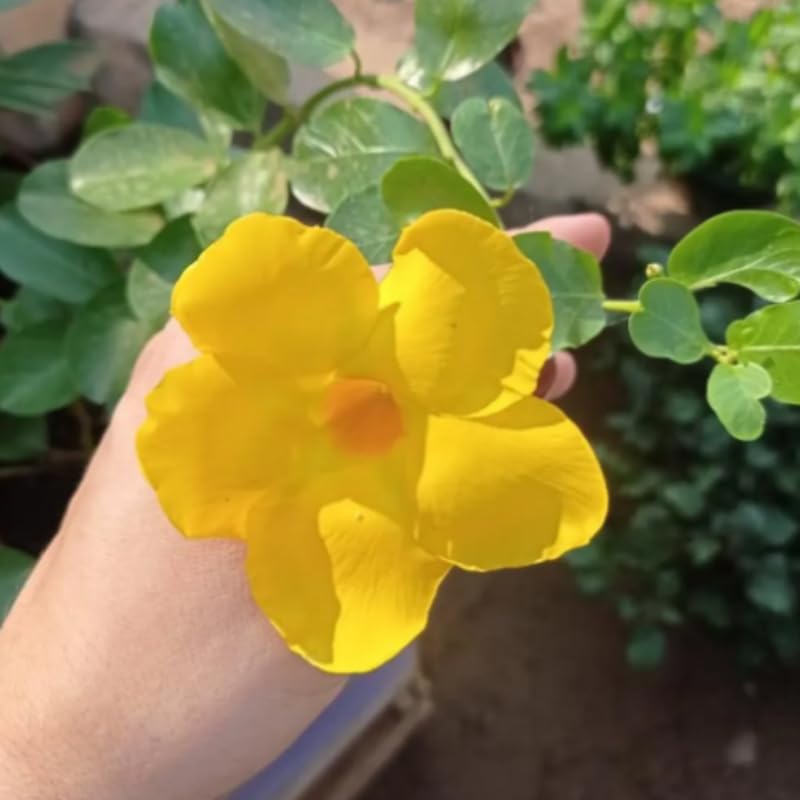 Set 3 Yellow Mandevilla Plants Live, Flowering Vine Plants for Garden Patio