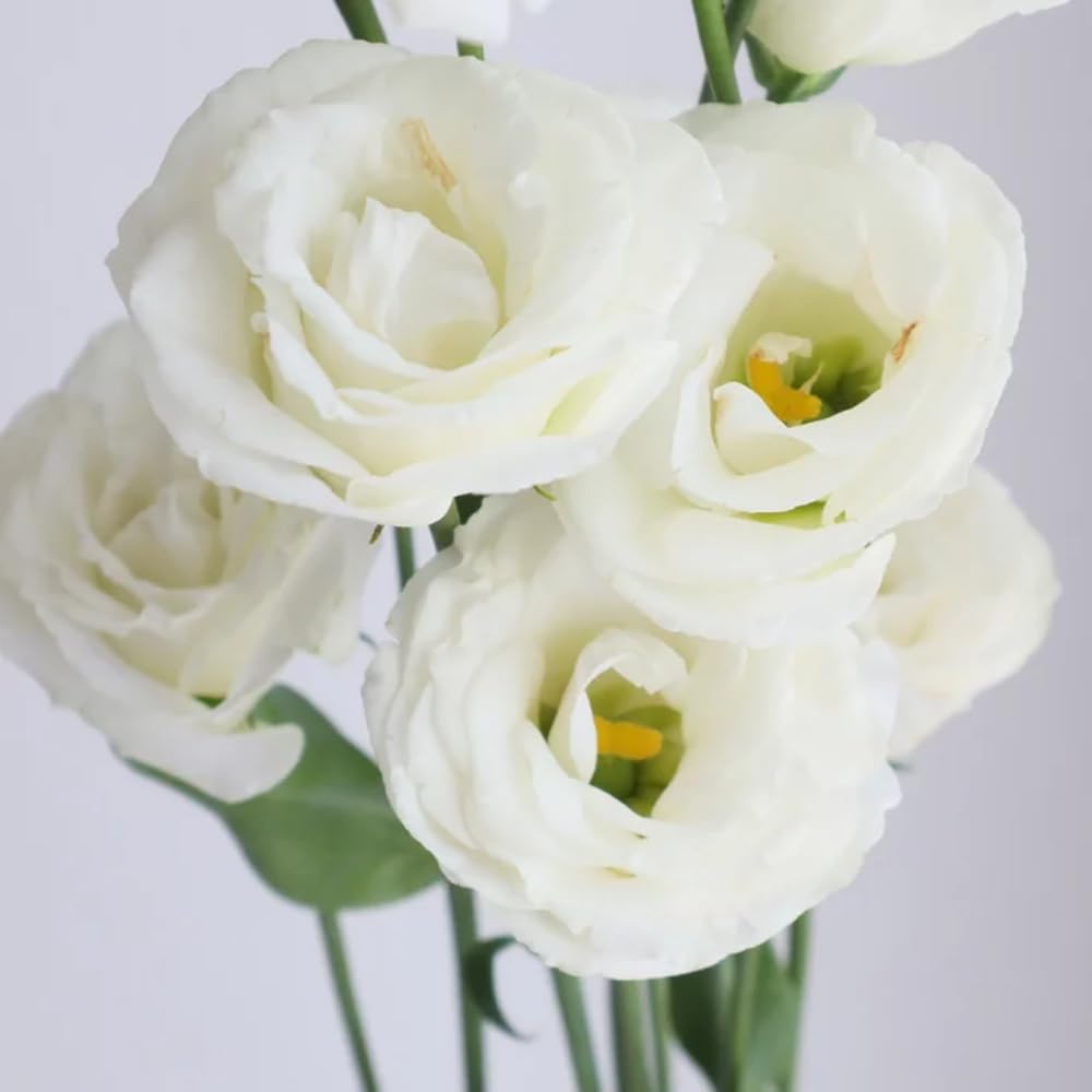 Sets 2 White Lisianthus Eustoma Live Plants, Plug Size, Well-Rooted, Texas Bluebell, Thornless Love Rose Plant, Spring to Fall Bloom, 2-4" in Tall Starter
