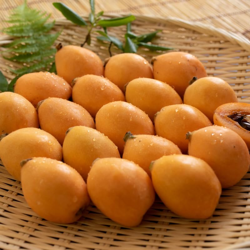 Loquat Tree Live Plant, Sweet Loquat Plant, 2 Feet Tall in 3 Gallon Pot for Planting Outdoors, No Ship to CA