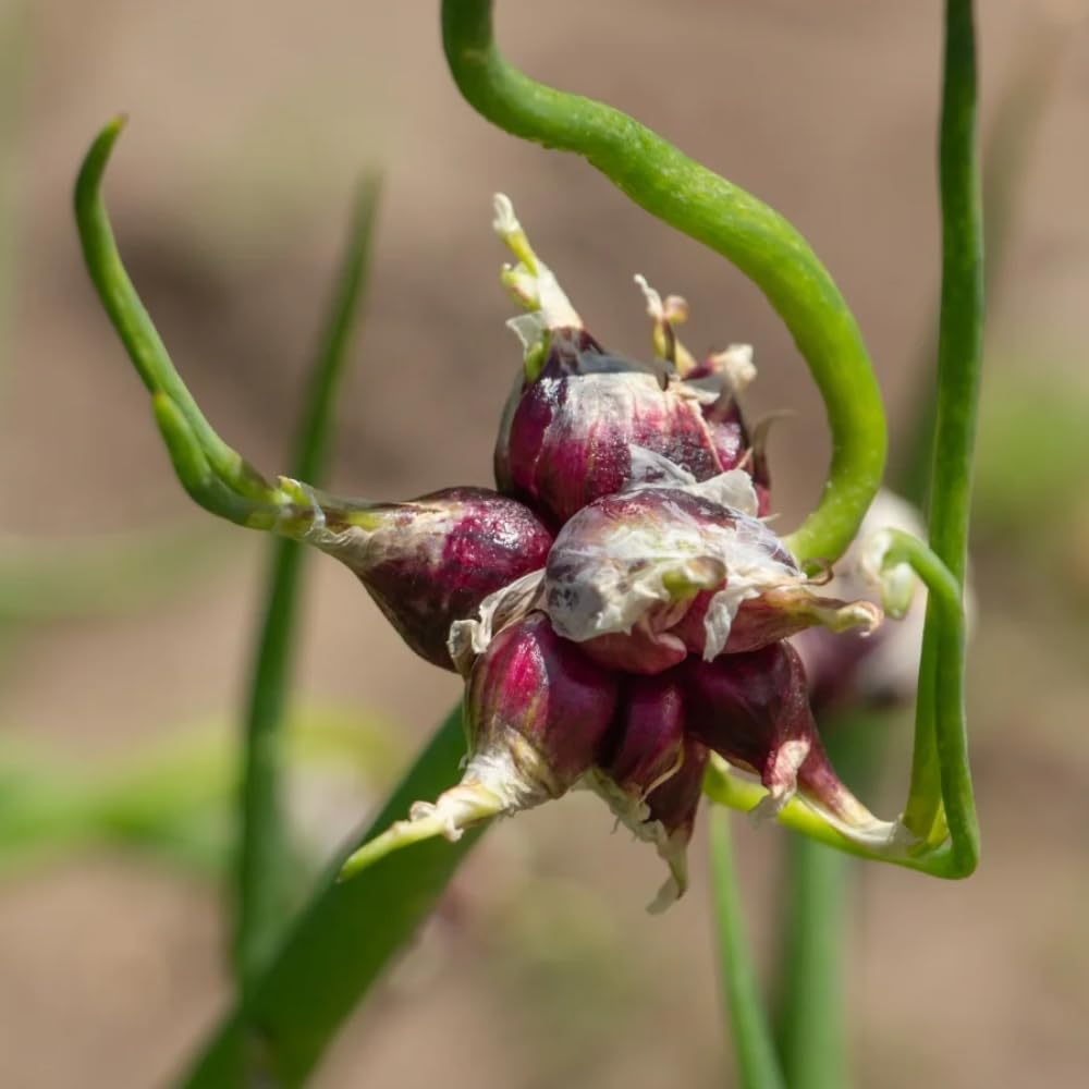 10 Walking Onion Bulbs to Plant, Outdoor Garden Vegetable