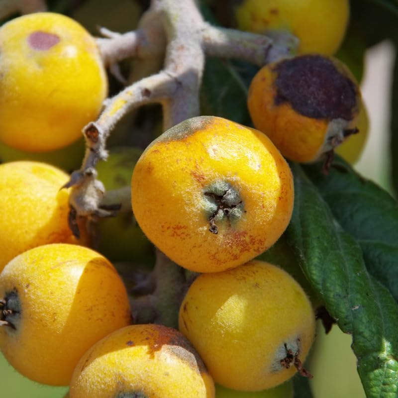 Loquat Tree Live Plant, Sweet Loquat Plant, 2 Feet Tall in 3 Gallon Pot for Planting Outdoors, No Ship to CA