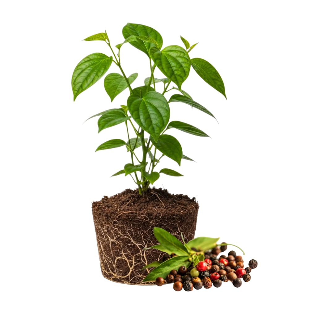 Black Pepper Plant Live, Black Pepper Tree Plant, 4 to 6 Inches, Well - Rooted Piper Nigrum Seedling for Indoor Outdoor Growing