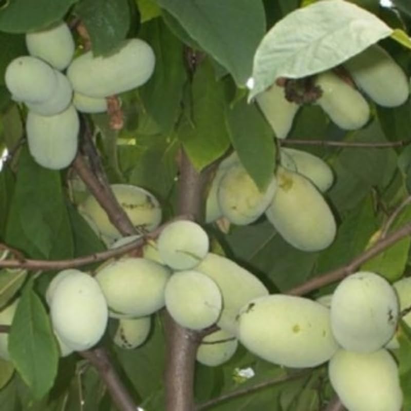 Pawpaw Tree Live Plant, Hardy Paw Paw Plant, Quart Pot, Fruit Tree
