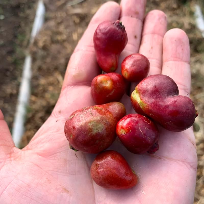 Strawberry Guava Tree Live Plant in 3 Gallon Pot, Fragrant and Edible Guava Fruit Bearing Tree from 2 to 3 Feet Height, No Ship to CA