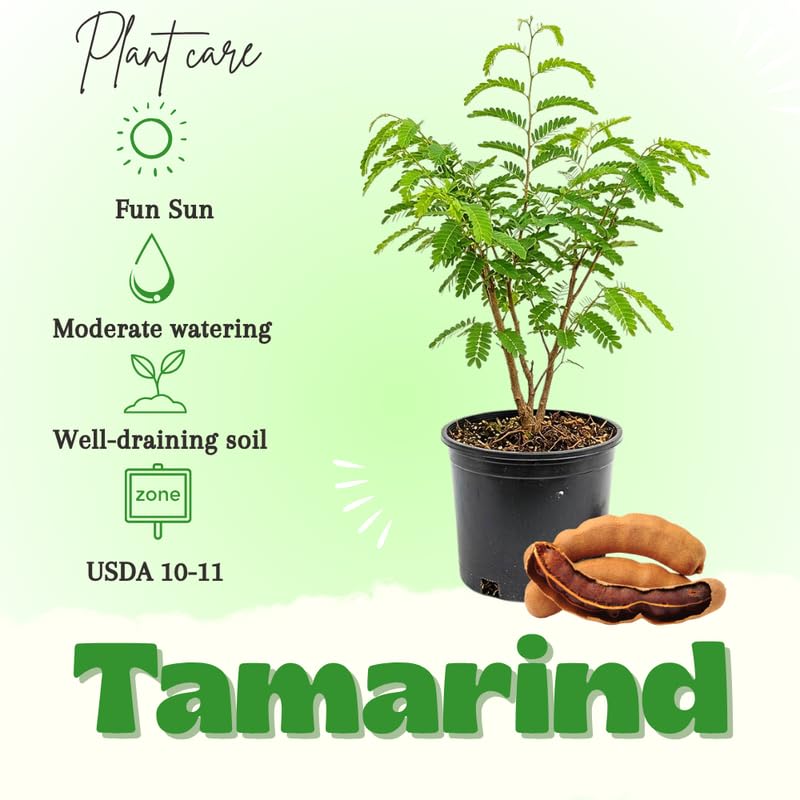 Tamarind Tree Live Plant, Perennial Tamarinds Fruit Tree, 2-3 Feet Tall in 3 Gallon Pot for Planting, No Ship to CA