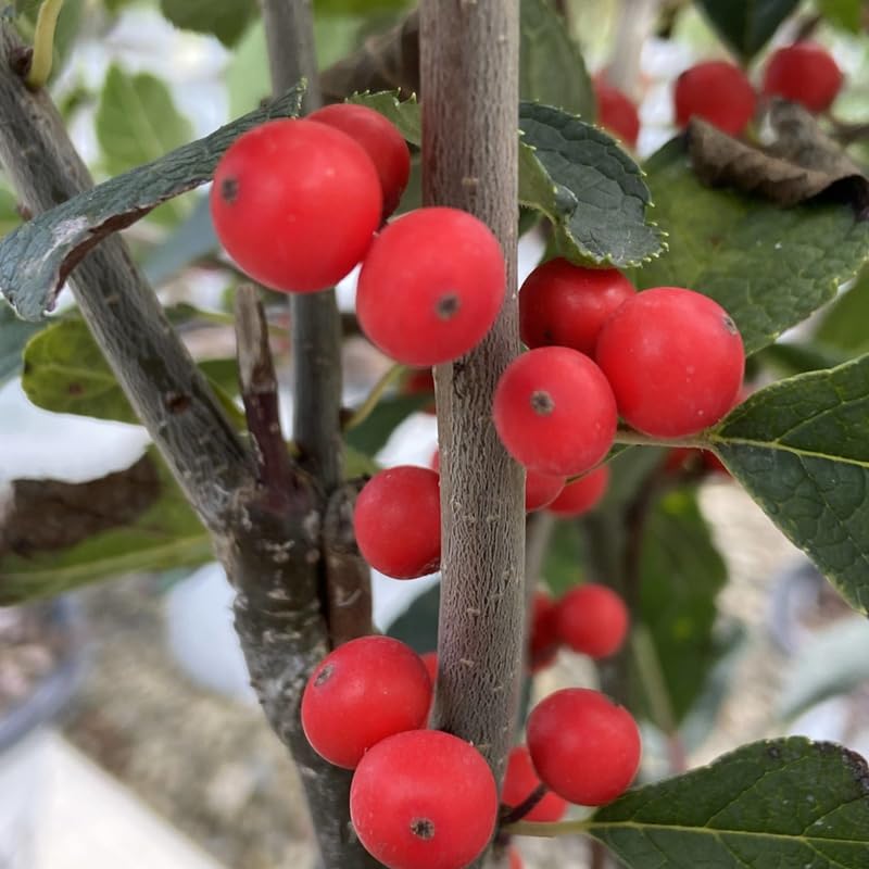 Girl Holly Tree Live Plant in Quart Pot, Elegant Plant for Landscapes,Yard, Outdoor Planting, Dormant in Winter, Fast Growing Shrub Hardy