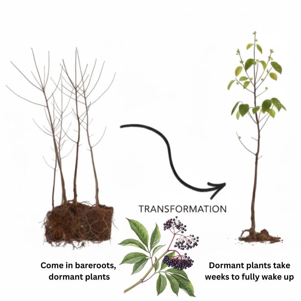 Set of 4 Elderberry Rooted Cuttings, 8-12 Inch Tall Live Elderberry Plants, Hardy Fruit Shrubs for Outdoor Garden Planting