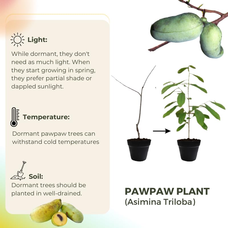 06 Live Pawpaw Trees Plants, 1 Year Old Bare Root, Sweet Custard-Like Flavor Paw Paw Asimina Triloba Plant for Spring Planting, Outdoor Orchard Garden