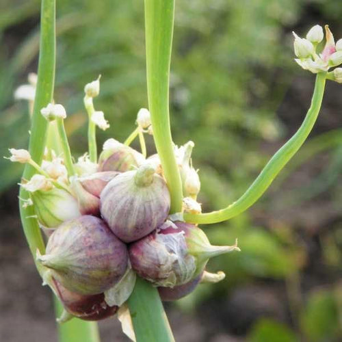10 Walking Onion Bulbs Topset for Planting Outdoors, Easy to Plant