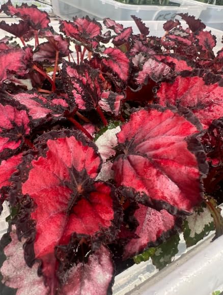 Live Begonia Plant, Well Rooted Begonia Plant 4-7 Inches, Vibrant Colorful Foliage, Easy-Care Indoor Outdoor Houseplant - Red Polka Dot Foliage
