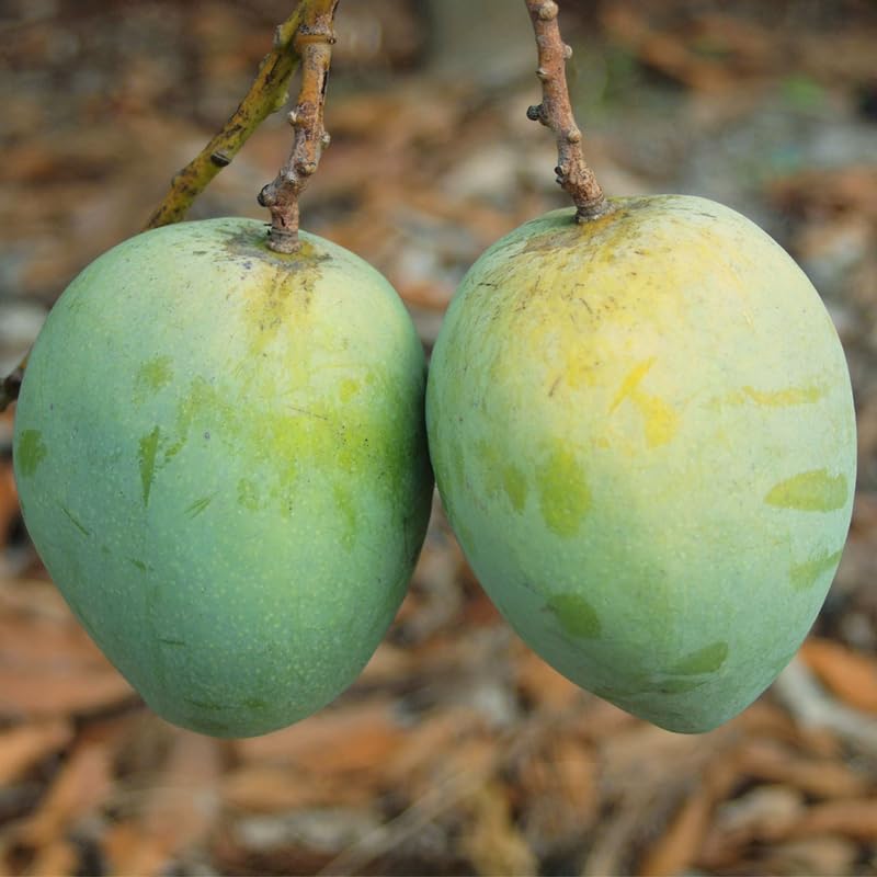 Early Season Mango Tree Live Plant Grafted, 2–3 Feet Tall in 3 Gallon Pot, Sweet Tropical Mango Fruit Tree