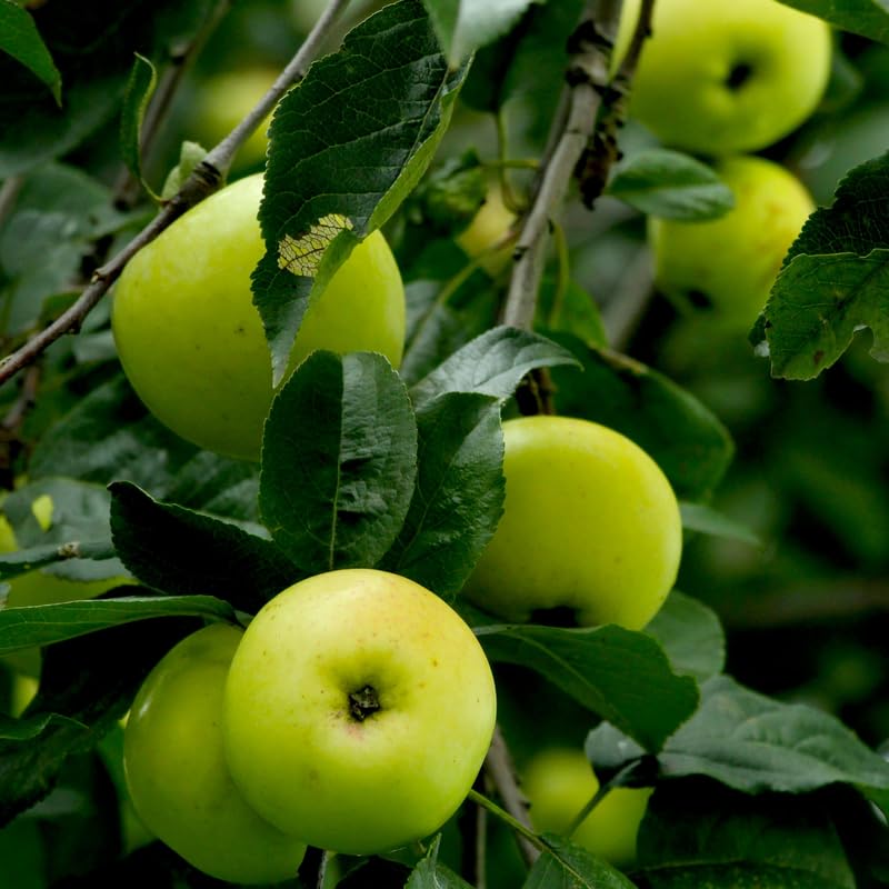 Granny Smith Apple Tree Plants, Bare Root 1-2 Ft Tall, Apple Tree Plant Live for Planting Outdoors, Well Rooted Fruits Tree Plant, Dormant