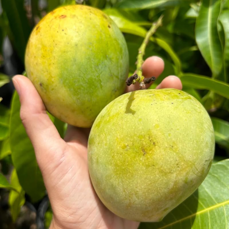 Early Season Mango Tree Live Plant Grafted, 2–3 Feet Tall in 3 Gallon Pot, Sweet Tropical Mango Fruit Tree