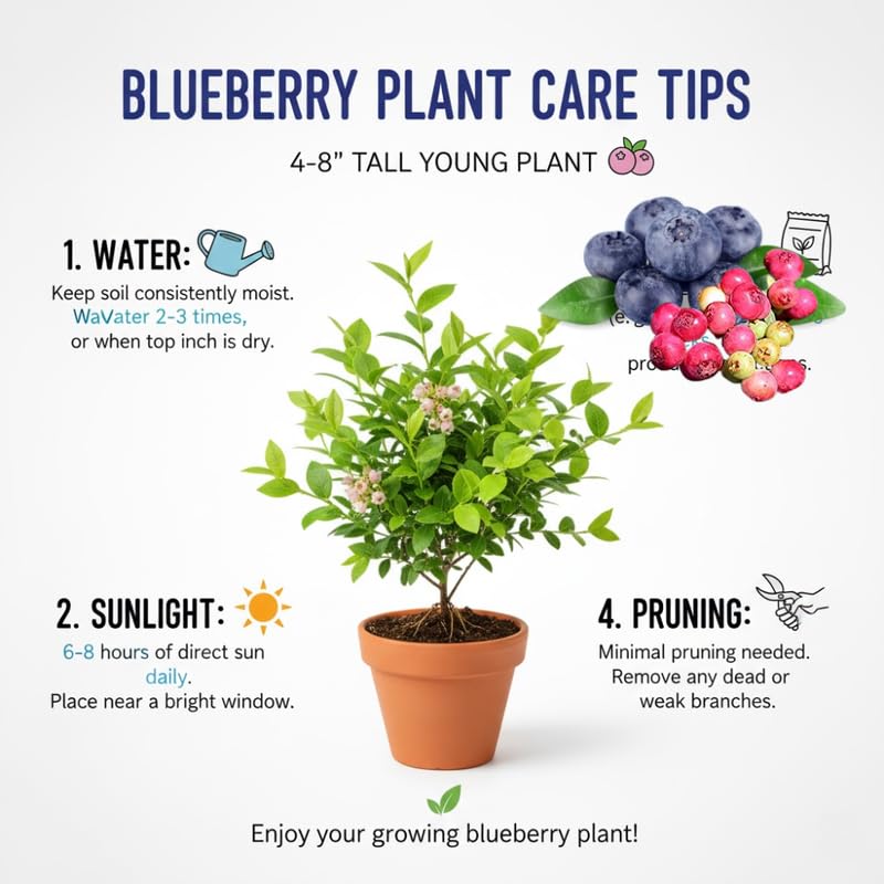 2 Blueberry Plants Live for Planting, 4-8 Inch Tall Well-Rooted, Hardy Blueberry Bush for Garden or Patio, High Yield (Sunshine Blueberry)