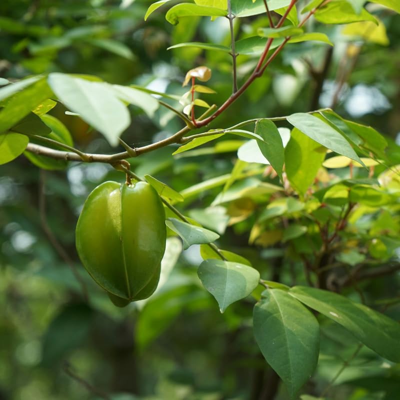 Starfruit Tree Plant Live, Grafted Starfruit Fruit in 1 Gallon Pot for Planting Outdoors, No Ship to CA