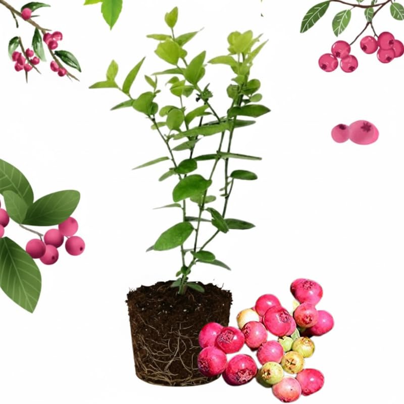 2 Blueberry Plants Live for Planting, 4-8 Inch Tall Well-Rooted, Hardy Blueberry Bush for Garden or Patio, High Yield (Pink Lemonade Blueberry)