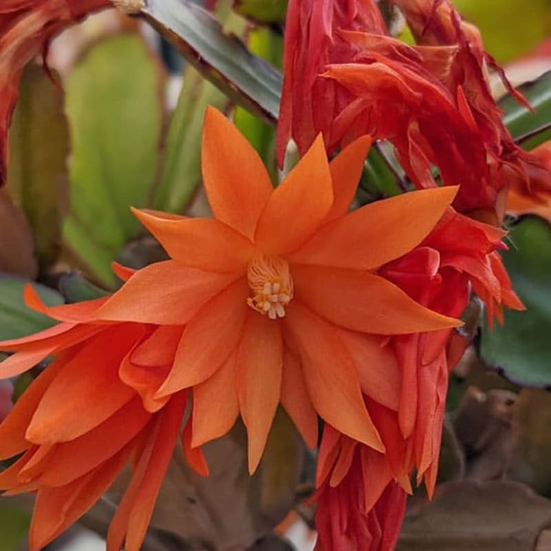 Orange Easter Cactus Flowering Plants, Spring Easter Cactus, Live Indoor Houseplant, 4 to 6 Inches