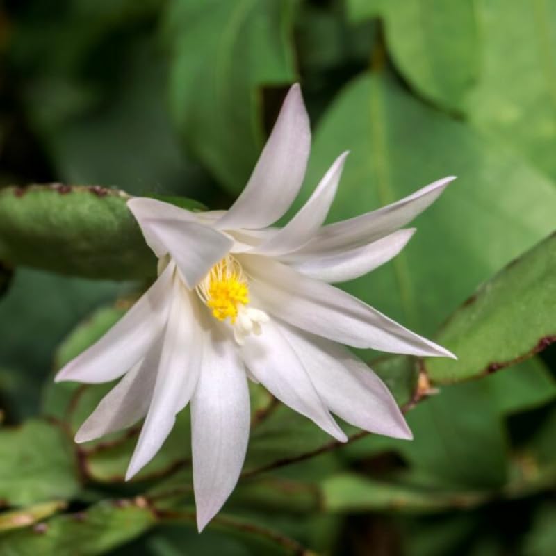 White Easter Cactus Flowering Plants, Spring Easter Cactus, Live Indoor Houseplant, 4 to 6 Inches