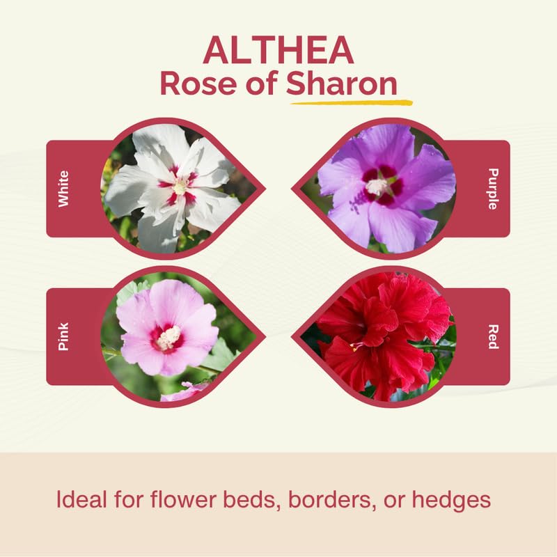 Dormant Purple Althea Rose of Sharon Live Plant, Hardy Hibiscus Flowering Shrub 6-12 Inch Tall, Vibrant Althea Blooms for Outdoor Garden