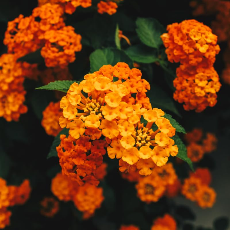 4 Lantana Plants Live, Yellow Orange Lantana Live Plant from 4 Inches Tall, Hardy Annual Flower Plant Indoor Outdoor